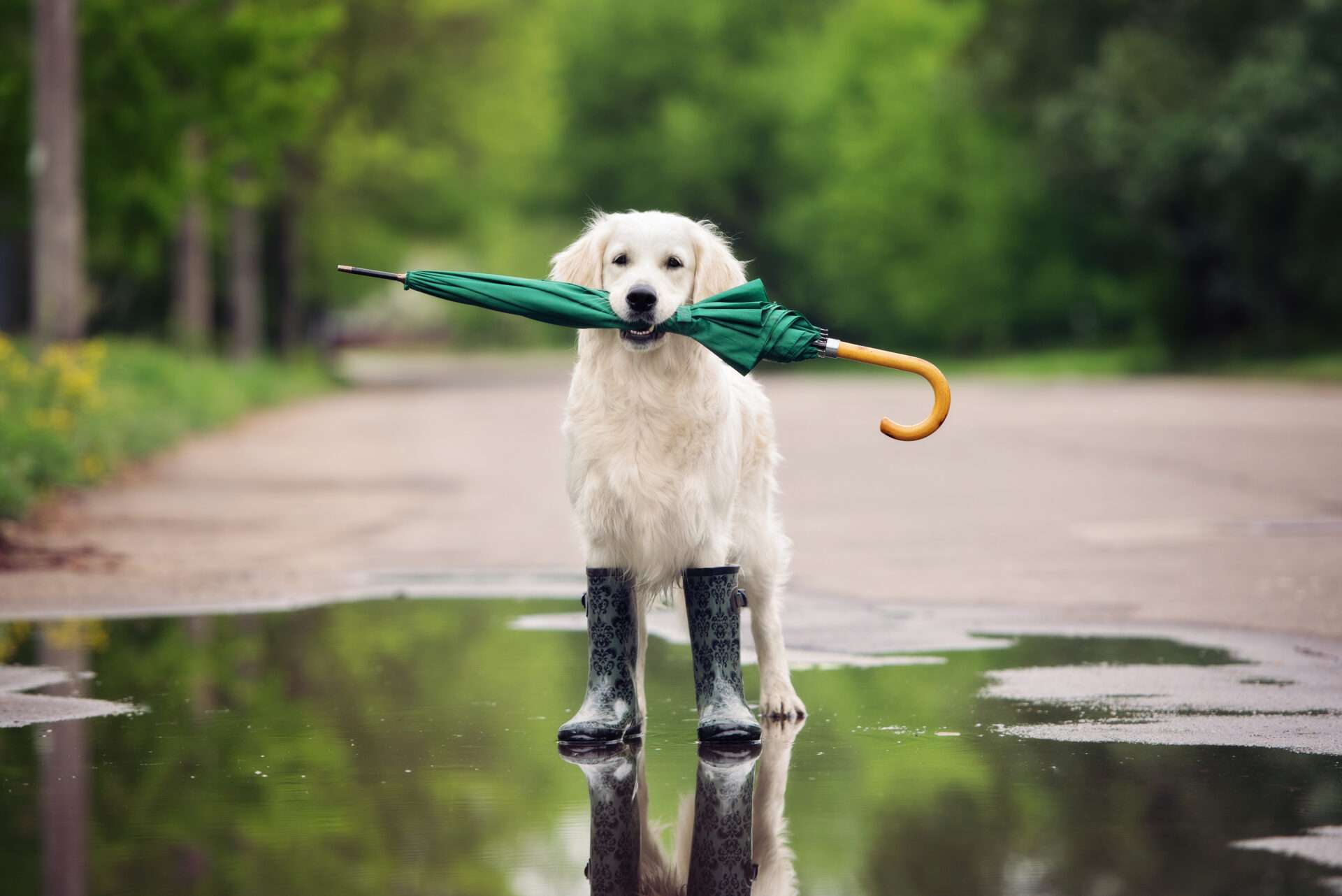 犬が傘を持って水たまりに立っています。