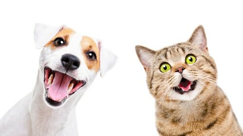 2匹の犬と1匹の猫が口を開けています。
