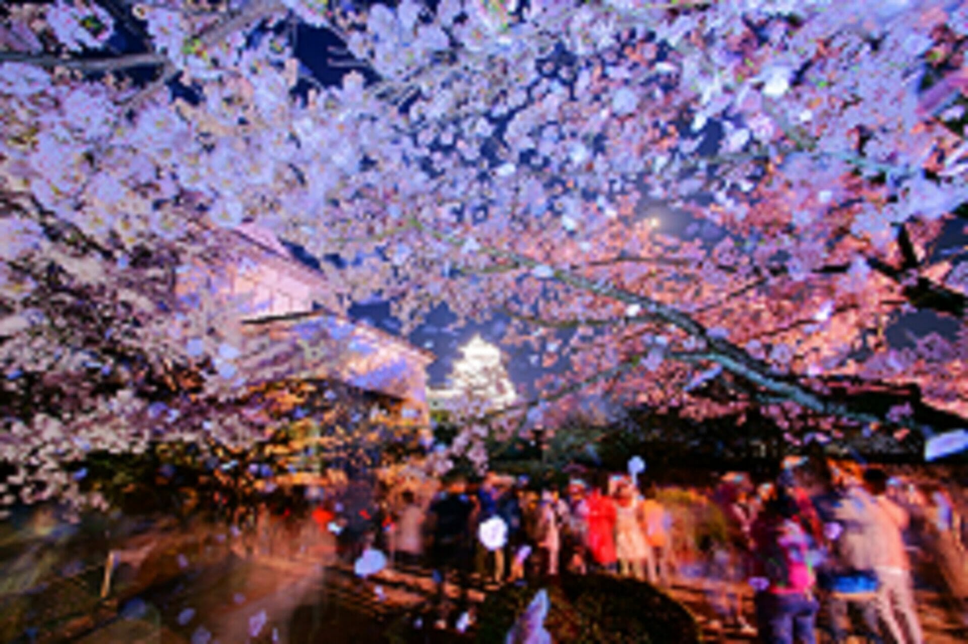 桜の木の下に立つ人々のグループ。