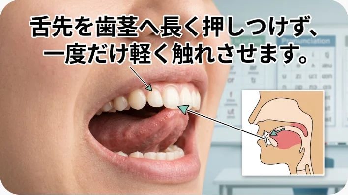 上の前歯の後ろにある歯茎へ舌先を一瞬触れさせるフラップ音の発音位置