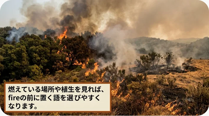森林、オーストラリアの低木地、乾燥した草原という異なる植生を並べた風景